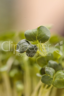 Green radish sprouts