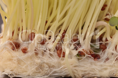 Green radish sprouts