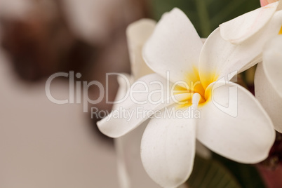 White Hawaiian plumeria hybrid, frangipani blooms