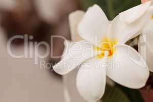 White Hawaiian plumeria hybrid, frangipani blooms