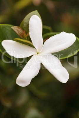 White Jasmine flower blooms