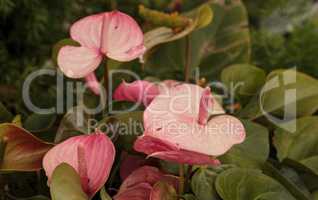 Pink anthurium flower bloom