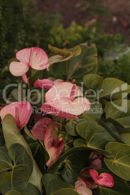 Pink anthurium flower bloom