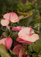 Pink anthurium flower blooms