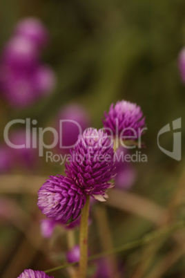 Purple headed Gomphrena flower