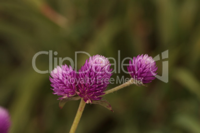 Purple headed Gomphrena flower