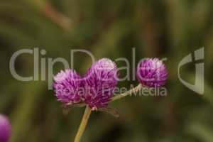 Purple headed Gomphrena flower