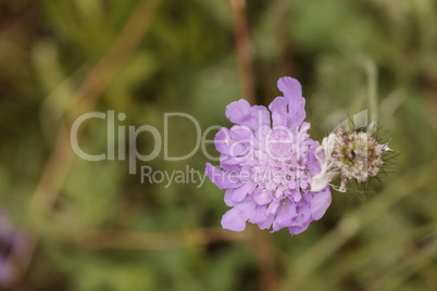 Purple Scabiosa flower called mourningbride