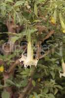 Brugmansia angel?s trumpet tree