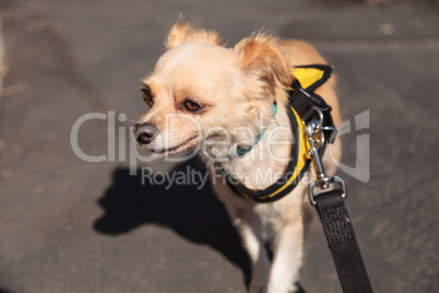 Small blond Chihuahua puppy dog