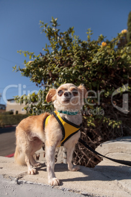 Small blond Chihuahua puppy dog