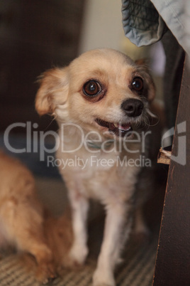 Small blond Chihuahua puppy dog