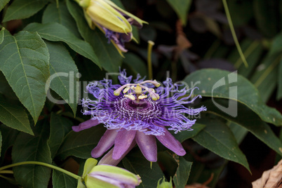 Purple passion flower Passiflora caerulea