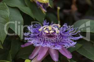 Purple passion flower Passiflora caerulea