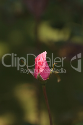 Rose on a green background in spring