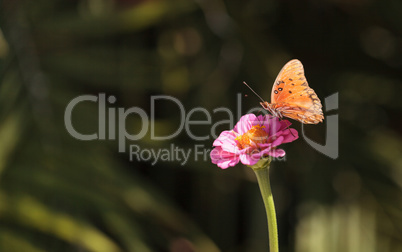 Gulf fritillary, Agraulis vanillae, butterfly