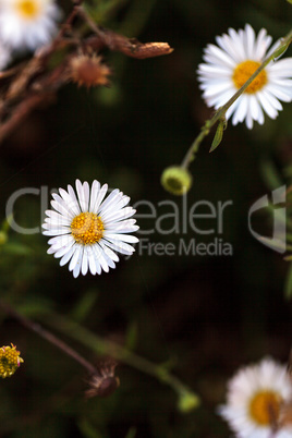 Tiny white fleabane daisy Erigeron flower