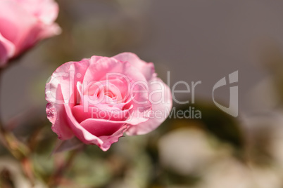 Rose on a green background