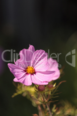 African pink daisy flower Osteospermum