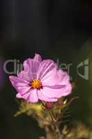 African pink daisy flower Osteospermum