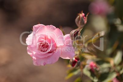 Rose on a green background