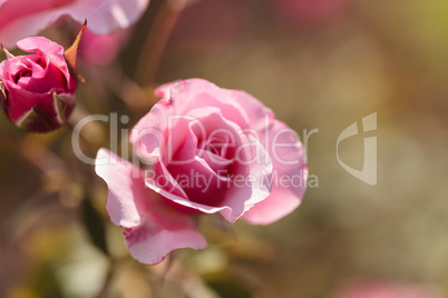 Rose on a green background