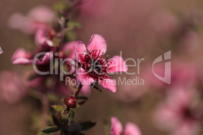 Tiny pink flowers on a Leptospermum Tea Tree