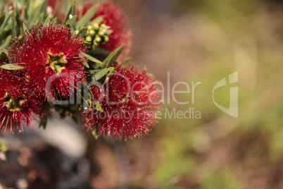 Spiky red puff flower Calliandra haematocephala