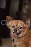 Chubby elderly Chihuahua Pomeranian mix dog