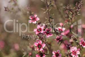 Tiny pink flowers on a Leptospermum Tea Tree bush