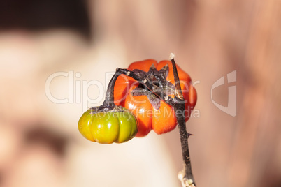 Pumpkin tree Solanum integrifolium