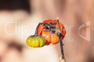 Pumpkin tree Solanum integrifolium