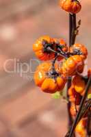 Pumpkin tree Solanum integrifolium