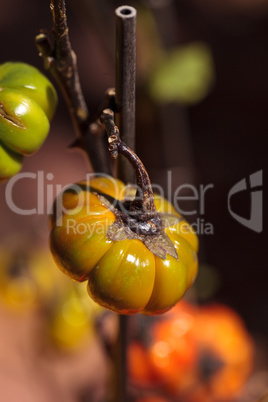 Pumpkin tree Solanum integrifolium