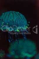 Flower hat jellyfish, Olindias formosa