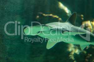 Bonnethead shark Sphyrna tiburo