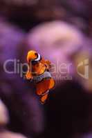 Clownfish, Amphiprioninae