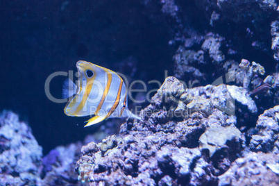 Copper-banded butterflyfish, Chelmon rostratus