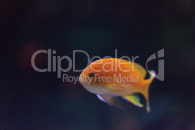 Lyretail fairy basslet fish Pseudanthias squamipinnis