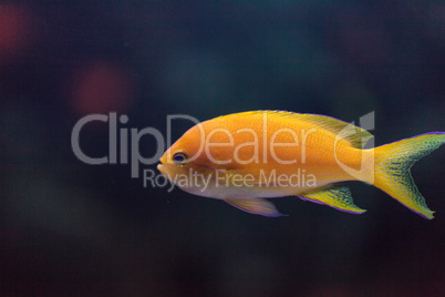 Lyretail fairy basslet fish Pseudanthias squamipinnis