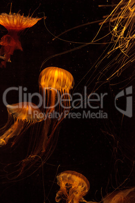 Japanese sea nettle Jellyfish, Chrysaora pacifica