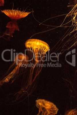 Japanese sea nettle Jellyfish, Chrysaora pacifica