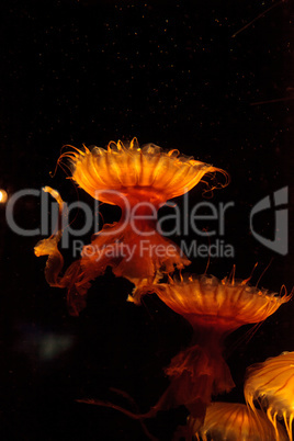 Japanese sea nettle Jellyfish, Chrysaora pacifica