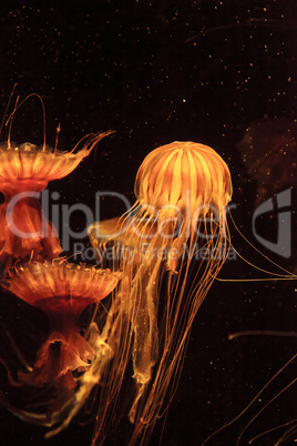 Japanese sea nettle Jellyfish, Chrysaora pacifica