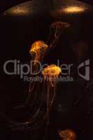 Japanese sea nettle Jellyfish, Chrysaora pacifica