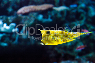 Longhorn cowfish, Lactoria cornuta