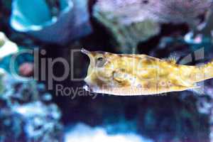 Longhorn cowfish, Lactoria cornuta