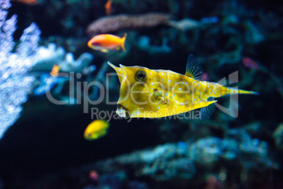 Longhorn cowfish, Lactoria cornuta