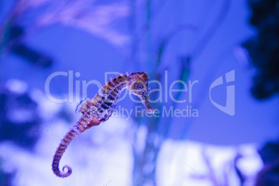 Longsnout seahorse known as Hippocampus reidi