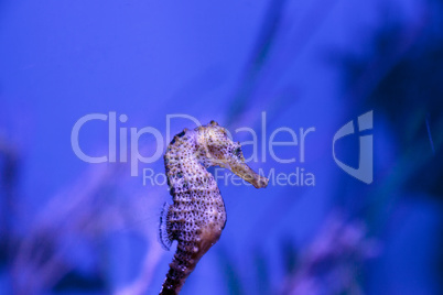 Longsnout seahorse known as Hippocampus reidi